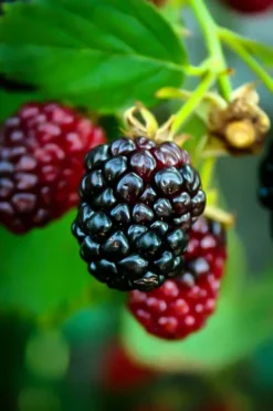 Arapaho Thornless Blackberry Bush -The Tree Center Store arapaho blackberry 3 jpg webp