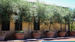 Arbequina Olive Tree