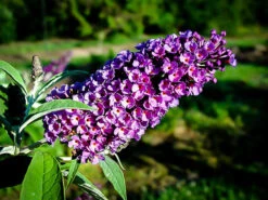 Buddleia Asian Moon Butterfly Bush -The Tree Center Store asian moon butterfly bush 1 600x450 1