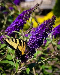 Buddleia Asian Moon Butterfly Bush -The Tree Center Store asian moon butterfly bush 2 jpg webp
