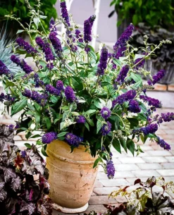 Buddleia Asian Moon Butterfly Bush