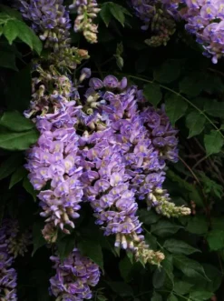 Aunt Dee Kentucky Wisteria -The Tree Center Store aunt dee wisteria 3 jpg webp