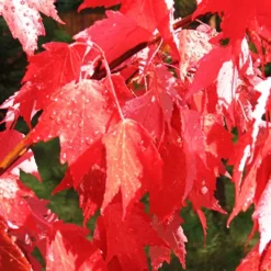 Autumn Radiance Red Maple -The Tree Center Store autumn radiance maple 3 1 jpg webp