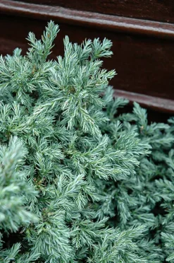 Baby Blue Sawara Cypress