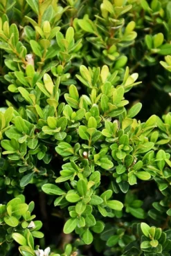 Baby Jade™ Japanese Boxwood -The Tree Center Store baby jade boxwood 2 jpg webp