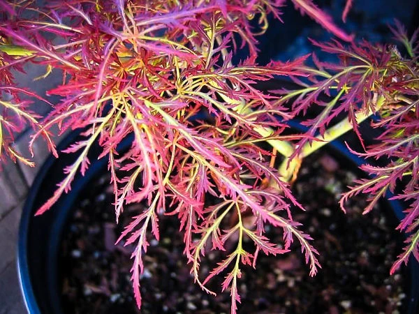 Baby Lace Japanese Maple 1 Baby Lace Japanese Maple