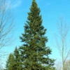 Balsam Fir