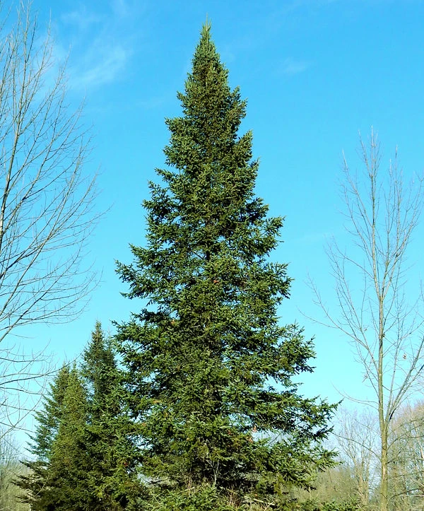 Balsam Fir 1 Balsam Fir
