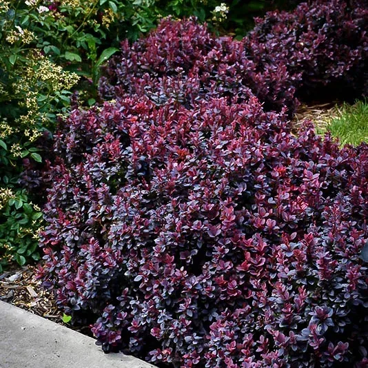 Concorde Barberry 1 Concorde Barberry