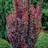 Helmond Pillar Barberry