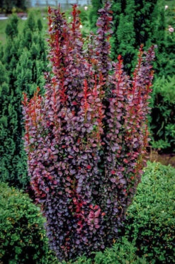Helmond Pillar Barberry