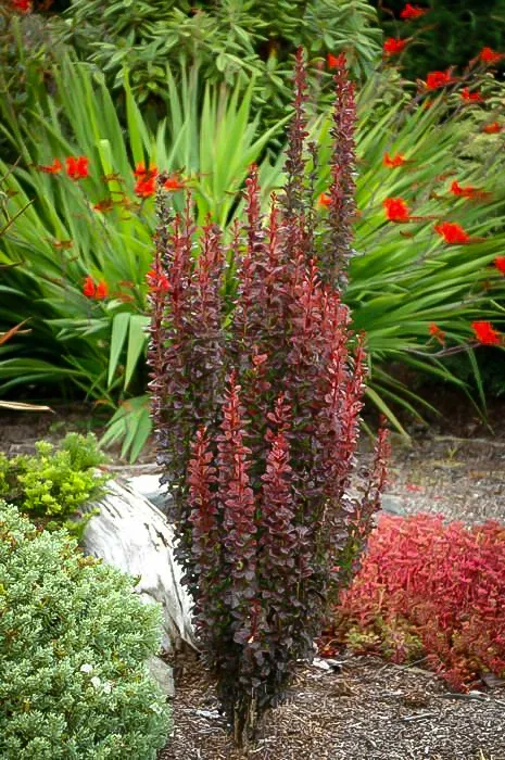 Helmond Pillar Barberry 2 Helmond Pillar Barberry - Image 2