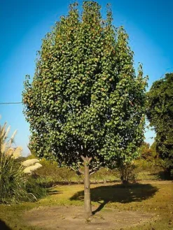 Bartlett Pear Tree -The Tree Center Store bartlett pear tree 2 jpg webp
