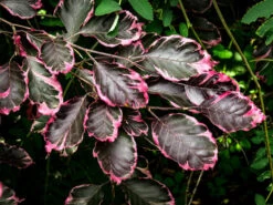 Tri-Color European Beech