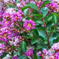 Bellini Grape Crape Myrtle
