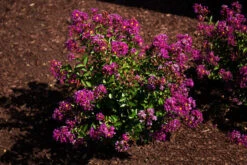 Bellini Grape Crape Myrtle -The Tree Center Store bellini grape crape myrtle 3 600x400 1