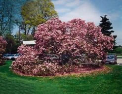 Betty Hybrid Magnolia 5 Betty Hybrid Magnolia -The Tree Center Store betty magnolia 2 600x463 1