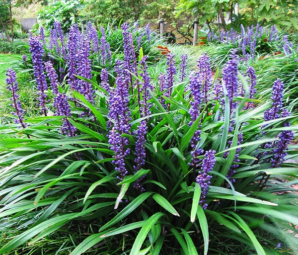 Big Blue Liriope 1 Big Blue Liriope