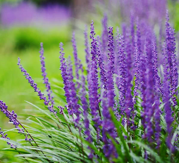 Big Blue Liriope 2 Big Blue Liriope - Image 2