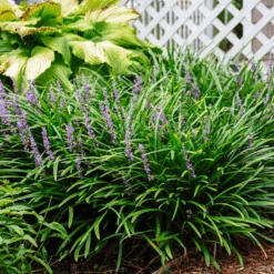 Big Blue Liriope 5 Big Blue Liriope -The Tree Center Store big blue liriope 3