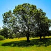 Black Oak Tree