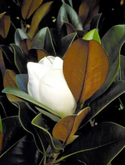 Southern Magnolia "DD Blanchard" -The Tree Center Store blanchard magnolia 2 jpg webp