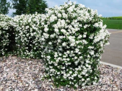 Blizzard Mock Orange -The Tree Center Store blizzard mock orange 3 600x449 1