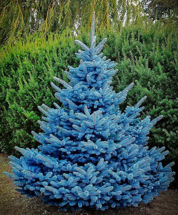Blue Diamond Spruce 2 Blue Diamond Spruce - Image 2