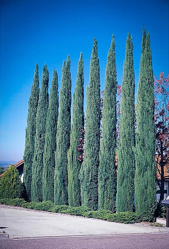 Blue Italian Cypress 2 Blue Italian Cypress - Image 2