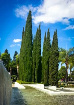 Blue Italian Cypress