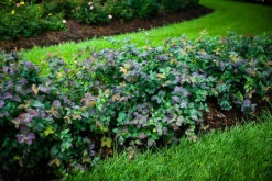 Double Play® Blue Kazoo® Spirea -The Tree Center Store blue kazoo double play spirea 3 600x400 1
