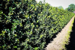 Blue Maid Holly 7 Blue Maid Holly -The Tree Center Store blue maid holly 2 600x400 1