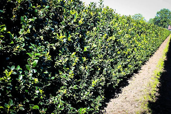 Blue Maid Holly 4 Blue Maid Holly - Image 4