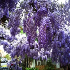Blue Moon Wisteria 5 Blue Moon Wisteria -The Tree Center Store blue moon wisteria 2 jpg webp