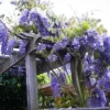 Blue Moon Wisteria