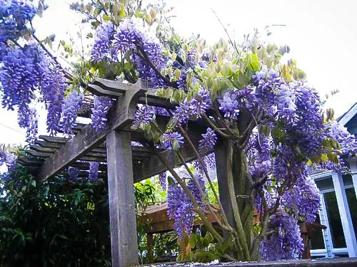 Blue Moon Wisteria 1 Blue Moon Wisteria