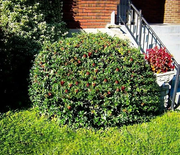 Blue Princess Holly 1 Blue Princess Holly