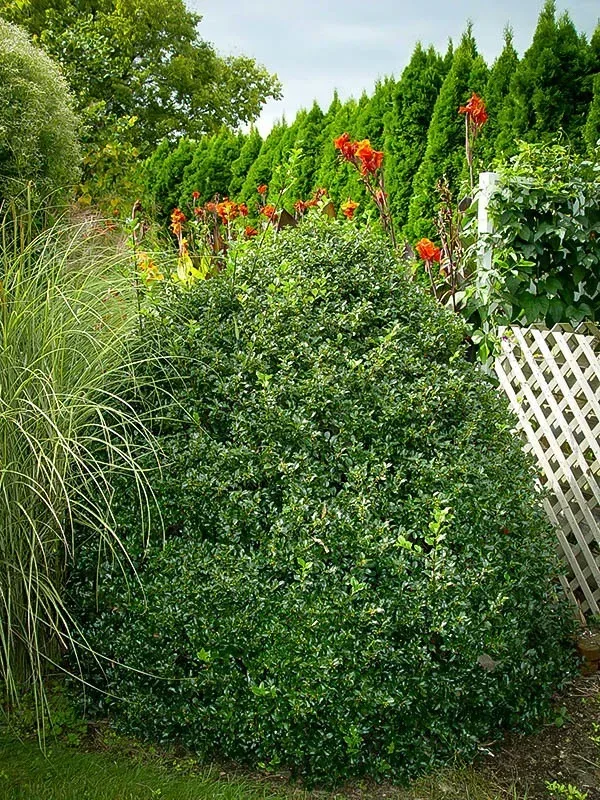 Blue Princess Holly 2 Blue Princess Holly - Image 2