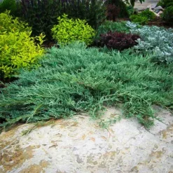 Blue Rug Juniper