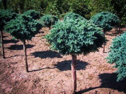 Blue Star Juniper - Tree Form