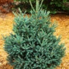 Blue Teardrop Spruce