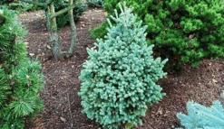 Blue Teardrop Spruce -The Tree Center Store blue tear drop spruce 3 600x348 1