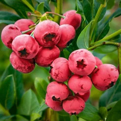 Pink Lemonade Blueberry -The Tree Center Store blueberry pink lemonade 2 600x600 1
