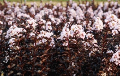 Blush™ Black Diamond® Crape Myrtle -The Tree Center Store blush black diamond crape myrtle 2 600x380 1