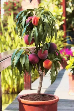 Bonanza Patio Peach -The Tree Center Store bonanza patio peach 2 1 jpg webp