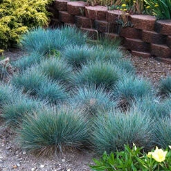 Boulder Blue Fescue -The Tree Center Store boulder blue fescue 2 600x600 1
