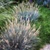 Boulder Blue Fescue