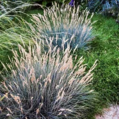Boulder Blue Fescue