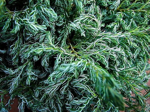 Boulevard Cypress 1 Boulevard Cypress