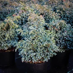 Boulevard Cypress 6 Boulevard Cypress -The Tree Center Store boulevard sawara cypress 3 jpg webp